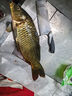 君東鯽魚(yú)竿超輕28調手竿日本進(jìn)碳素釣魚(yú)竿超細超輕超硬鯉魚(yú)桿鯽魚(yú)竿 鯽19調6.3米 曬單實(shí)拍圖