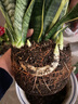 壹植金邊虎皮蘭盆栽客廳室內多肉植物水培好養辦公室綠植吸甲醛虎尾蘭 虎皮蘭40cm3棵【原土盆】 曬單實(shí)拍圖