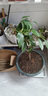 桂花苗 嫁接桂花樹(shù)苗盆栽花卉帶土球庭院陽(yáng)臺室內室外栽植耐寒植物當年開(kāi)花 金桂 3年苗 曬單實(shí)拍圖