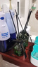 簡美家香薰室內(nèi)持久家用臥室客廳衛(wèi)生間香薰廁所香氛辦公室空氣清新劑 曬單實拍圖