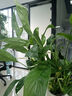 【熱銷(xiāo)款】白掌一帆風(fēng)順盆栽水培植物室內(nèi)花綠植紅掌發(fā)財(cái)樹(shù)吸甲醛 特級(jí)白掌帶花+杏色提拉米蘇盆 曬單實(shí)拍圖