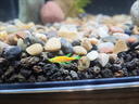 尼奧光 NEO-HELIOS魚缸燈水草燈LED燈S3proRGB植物光譜 13W新款尼奧S3pro+【高亮自然版雙倍亮度】 曬單實拍圖