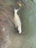 云飛魚(yú)青草鰱大物線(xiàn)組PE線(xiàn)加固巨物釣魚(yú)線(xiàn)強拉力主線(xiàn)成品套裝耐磨尼龍線(xiàn) 6.3米PE加固線(xiàn)組2卷【送魔術(shù)盒】 3號【建議10-20斤左右】 曬單實(shí)拍圖