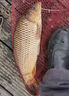 BKUMAN進口日本東麗原絲釣魚線主線子線超柔軟超強拉力高端尼龍線抗打卷 東の原絲【紫色主線】220米 2.5 曬單實拍圖