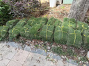 草坪真草帶土別墅花園綠化矮生馬尼拉四季青臺灣草耐寒庭院綠化苗 精品矮生馬尼拉【5平方】 曬單實(shí)拍圖
