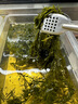 鹽漬馬尾藻 鞭炮筍海藻菜羊棲涼拌菜海草 火鍋食材 鹽漬馬尾藻250g*3袋 曬單實拍圖