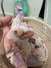 克雷蒙 無(wú)骨雞爪去骨雞爪子新鮮冷凍手工脫骨雞腳檸檬鳳爪食材雞肉生鮮 新鮮單凍 雞翅中4斤 曬單實(shí)拍圖