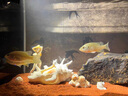 備能*日本黃粉魚藥+水族鹽+活性硝化細(xì)菌魚缸用殺菌凈水養(yǎng)魚老三樣 曬單實(shí)拍圖