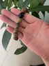 慕西亞拉天然綠檀手串手鏈綠色檀木紅瑪瑙黑曜石木質(zhì)飾品佛珠男女款紅瑪瑙 【黑曜石款】老綠檀手串-10mm 曬單實拍圖