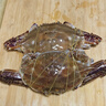 舟山梭子蟹鮮活特大野生大螃蟹新鮮冷凍海鮮水產(chǎn)海蟹飛蟹白蟹順豐 9兩以上/只【5斤凈重 超大肥美】 曬單實(shí)拍圖