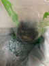 鮮活大海白蝦300g（約12-18只） 曬單實(shí)拍圖