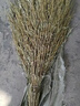采易樂(lè) 大掃把 09653環(huán)衛(wèi)馬路小區(qū)物業(yè)柏油道路地面清掃竹掃把掃帚 4斤竹枝連體 5把裝 曬單實(shí)拍圖
