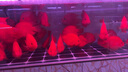 閩江（minjiang）大型魚缸客廳家用落地底過濾水族箱生態(tài)免換水辦公室風水龍魚缸 黑色 120長50寬155高【窄邊款】+688過濾套餐 曬單實拍圖