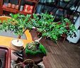 貴秘書意境-懸崖清香木盆景新中式室內(nèi)好養(yǎng)桌面擺件綠植花卉盆栽鮮活 祥云聚財罐+懸崖飄枝清香木+小和尚+苔蘚+底 曬單實拍圖