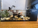 貝初眾魚缸溪流缸白玻璃魚缸一體缸自循環(huán)全套生態(tài)魚缸客廳桌面魚缸 大號【60*20*20cm】含過濾套餐 【白魚缸】 【側(cè)濾溪流生態(tài)缸】 曬單實拍圖