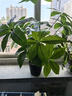 匠心綻放發(fā)財(cái)樹仿真盆栽18叉仿真綠植室內(nèi)植物客廳裝飾假花68CM含盆20205 曬單實(shí)拍圖