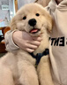 寵夢幻金毛幼犬純種寵物狗狗活體金毛犬成年大型尋回犬金毛健康幼崽 寵物級 曬單實拍圖