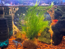 水族魚(yú)草孔雀魚(yú)下崽避難所竹節草新手水草好養耐活靜水凈水小魚(yú)缸 10-20cm30多棵竹節草帶1個(gè)沉底瓷環(huán)  水袋散裝 曬單實(shí)拍圖