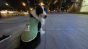 馭瑛狗狗衣服夏季背心薄款防掉毛清涼透氣防曬衫中大型犬防臟戶外出行 3XL胸圍70cm建議20-39斤 曬單實(shí)拍圖