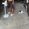 米家 小米電風(fēng)扇 落地扇家用7羽葉輕音大廣角大風(fēng)量遠(yuǎn)風(fēng)距臺(tái)地兩用遠(yuǎn)程智能控制 AI語(yǔ)音控制 曬單實(shí)拍圖