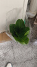 傾顏 50-60厘米高一盆3棵天堂鳥(niǎo)鶴望蘭苗室內大型綠色植物四季常青客 曬單實(shí)拍圖