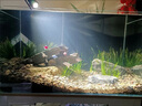 魚缸換水器吸糞洗沙管抽水器魚缸清洗神器小魚缸換水軟管清潔工具 2.6米換水器（送3個(gè)吸頭） 曬單實(shí)拍圖