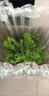 精品叢林水杉造景植物室內(nèi)植物盆景盆栽室內(nèi)辦公室客廳擺放植物 從林水杉+四方山水陶瓷盆+底座 曬單實(shí)拍圖