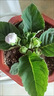 山東重瓣芙蓉花帶花苞大巖桐盆栽四季開(kāi)花苗好養陽(yáng)臺室內花卉植物 美組合4種顏色各1盆 曬單實(shí)拍圖