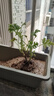 驅(qū)蚊草驅(qū)蚊植物天竺葵室內(nèi)防蚊香草驅(qū)蚊子綠植花卉香葉盆栽地栽苗 不帶盆 10-15厘米 曬單實拍圖