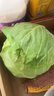 蔬菜新鮮綠甘藍云南產地現(xiàn)采現(xiàn)發(fā)包心菜圓白菜沙拉菜農家自種包郵 云南新鮮綠甘藍5斤凈重 曬單實拍圖