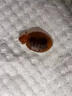 億之康.追風宿舍殺臭蟲藥床上吸血蟲專用藥粉驅(qū)除臭蟲凈家用滅床虱殺蟲劑噴霧 1瓶+6包粉+大壺  殺蟲殺卵 曬單實拍圖