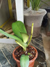 雙花劍蝴蝶蘭盆栽蘭花大苗帶花劍帶花苞四季開(kāi)花室內花好養易成活 13.蝴蝶王--雙花劍發(fā)貨 帶盆栽好 曬單實(shí)拍圖
