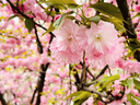 蘇泊爾（SUPOR）3L煎藥壺中藥壺電砂鍋養(yǎng)生壺藥?kù)乙绘I旋鈕全自動(dòng)家用智能定時(shí)暖藥陶瓷分體式SW-30Y06 曬單實(shí)拍圖