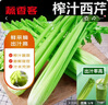 京地達(dá)山東榨汁西芹凈半葉芹菜榨汁蔬菜嫩心凈重5斤源頭直發(fā)包郵 曬單實(shí)拍圖