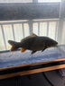 備能（BEINENG）白點(diǎn)凈小瓜蟲病魚藥小型魚錦鯉鸚鵡金魚水霉白毛白嘴爛尾爛肉擦缸 曬單實(shí)拍圖