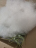 空氣鳳梨無土精靈空氣草老人須美杜莎霸王不含底座促銷款滿額不 特惠基地實(shí)生苗 曬單實(shí)拍圖