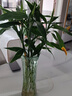 富貴竹水培植物盆栽水養客廳辦公室綠色吸甲醛綠蘿發(fā)財樹(shù)花卉開(kāi)花 富貴竹70-80厘米6棵+生根粉 曬單實(shí)拍圖