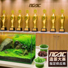 瘋狂水草（FKSC）無(wú)菌杯魚(yú)缸水草造景植物莫斯陰性草缸日本珍珠草魚(yú)缸綠植真水草 【中后景造景】無(wú)菌杯-綠宮廷 曬單實(shí)拍圖