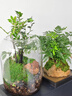 生命之樹苔蘚微景觀桌面生態(tài)瓶免打理辦公室盆栽真植物耐養(yǎng)禮物 紫檀成品種好 曬單實拍圖