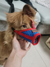JCZS德國品牌狗狗嘴套防咬亂叫吃口罩小型犬柯基泰迪柴犬狗套狗罩套嘴 紅藍拼接嘴套 S【4-9斤】 曬單實(shí)拍圖