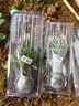 壽禾 辣椒苗各種椒苗壽光菜苗苗子朝天椒樹苗帶土發(fā)貨秋冬山東蔬菜苗 小米椒辣椒苗 6棵 曬單實拍圖