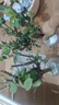 花翁盆栽花卉綠植盆景 5年2cm老樁精品[垂絲海棠+長(cháng)壽冠海棠]源頭直發(fā) 曬單實(shí)拍圖