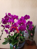 仙植緣【2小時(shí)達(dá)】蝴蝶蘭盆栽蘭花帶花苞雙花劍真年宵花卉開(kāi)業(yè)喬遷送禮 8支|大辣椒蝴蝶蘭|紅盆 可提前拍照 送貨上門(mén) 曬單實(shí)拍圖
