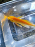 百綸木千【順豐包郵】錦鯉冷水淡水觀賞魚(yú)精品招財(cái)魚(yú)好養(yǎng)耐活金魚(yú)風(fēng)水魚(yú) 【順豐】8-10cm混搭5條 送魚(yú)糧 曬單實(shí)拍圖