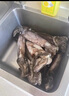 獐子島 冷凍整只魷魚1斤 5-7條 鐵板魷魚火鍋燒烤食材 海鮮軟足 曬單實拍圖