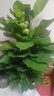 臨雅大葉綠蘿柱綠植客廳大盆栽植物辦公室內(nèi)吸甲醛凈化空氣新房好養(yǎng)活 綠蘿柱1.2-1.3米【白螺紋盆】 曬單實(shí)拍圖