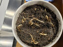 京悠雨德國品質(zhì)鈴蘭花盆栽帶花苞帶芽種球花苗四季開(kāi)花好養活室內花卉植 精挑10棵+肥料【開(kāi)花多多】 裸根不帶土 曬單實(shí)拍圖