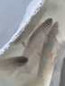 新客立減正宗軍魚黃娟魚青竹皖魚苗淡水觀賞魚紅眼可食用魚苗 優(yōu)質(zhì) 軍魚魚苗 軍魚）9/11公分20條 曬單實(shí)拍圖
