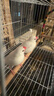 文枝七彩文鳥(niǎo)活體小型寵物鳥(niǎo)觀(guān)賞鳥(niǎo)珍珠鳥(niǎo)活物灰白文鳥(niǎo)活體鳥(niǎo) 白文鳥(niǎo)一對一公一母+鳥(niǎo)糧 曬單實(shí)拍圖