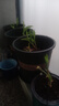 瓊花玉葉【送肥】鈴蘭花苗四季開(kāi)花濃香型多年生植物室內花卉盆栽 精品鈴蘭#【混色】：20顆+肥料 曬單實(shí)拍圖